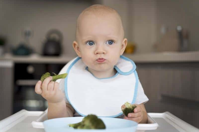 A toddler boy is sitting on his high chair eating steamed broccoli to get his daily vitamins