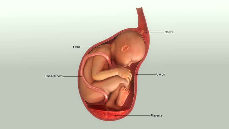 A graphic of a baby inside her mother's womb.