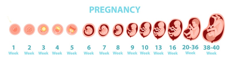 15-16 Week Baby Development: What to Expect