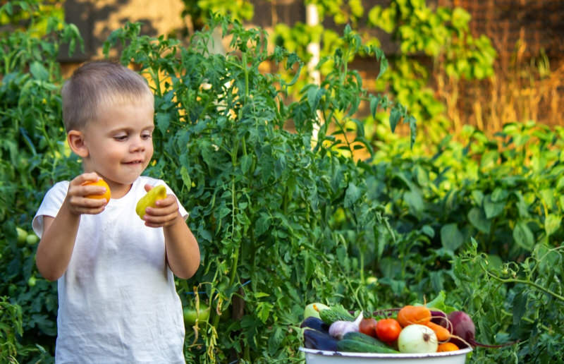 A toddler boy is picking out some peppers from a farm to take home and enjoy with a meal
