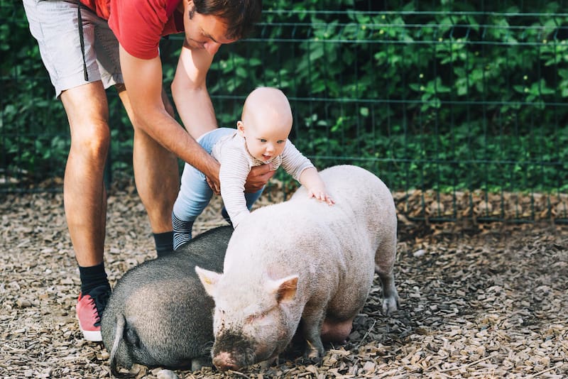 Dad is holding his infant son as he pets pigs at a zoo