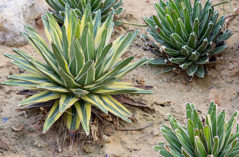 A few agave plants are shown planted in a garden