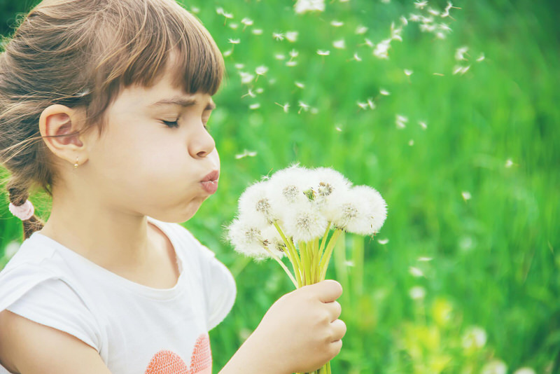 A young toddler girl just took a handful of dandelions that she picked in her backyard, and is now blowing the top flower area to spread it everywhere.