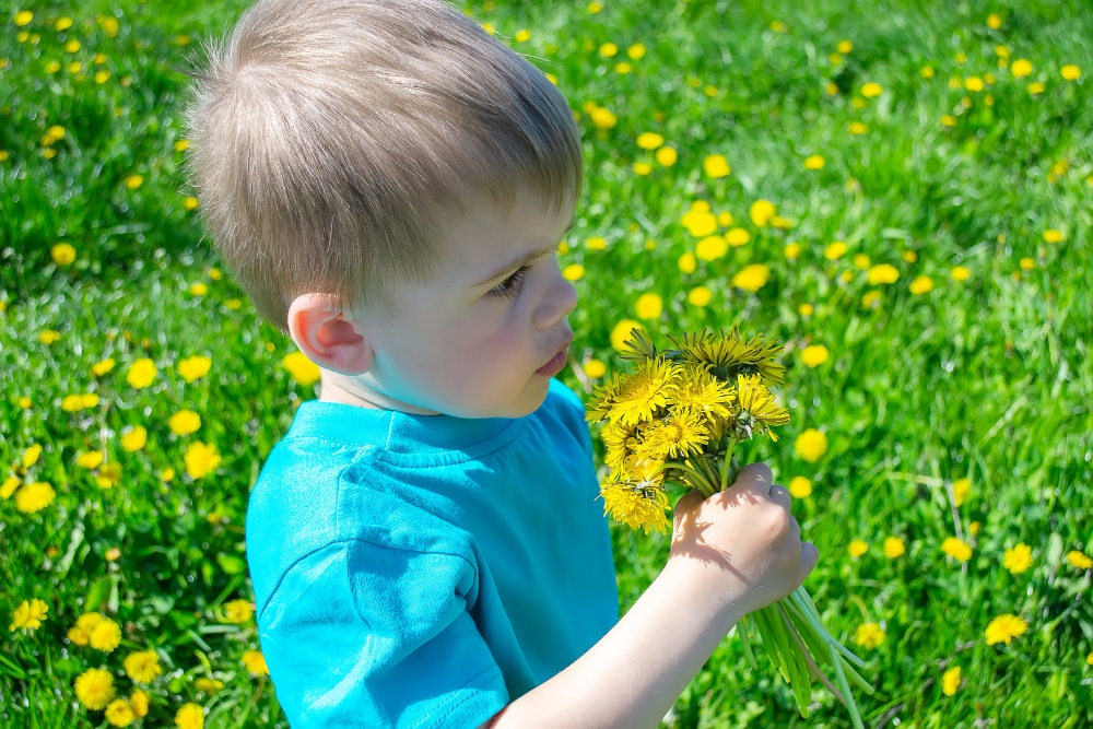 A toddler boy is holding a bunch of dandelion flowers that he picked outside
