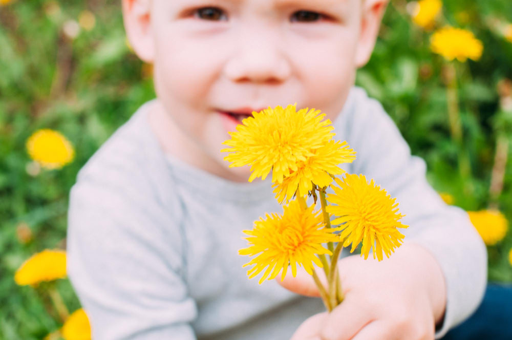 A toddler boy is holding a few dandelion flowers he picked at the park